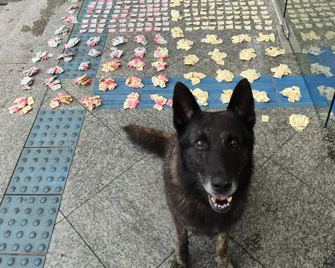 Cão DJ ajuda em nova apreensão de drogas na Quinta Lebrão