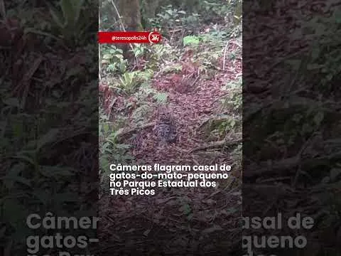 Câmeras flagram casal de gatos-do-mato-pequeno no Parque Estadual dos Três Picos